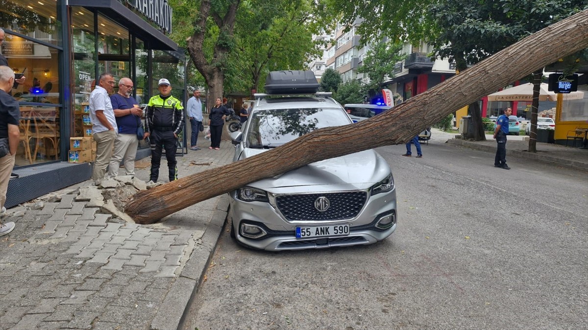 Samsun'un İlkadım ilçesinde kaldırımdaki ağaç, otomobilin üzerine düştü. Büyükşehir Belediyesi...