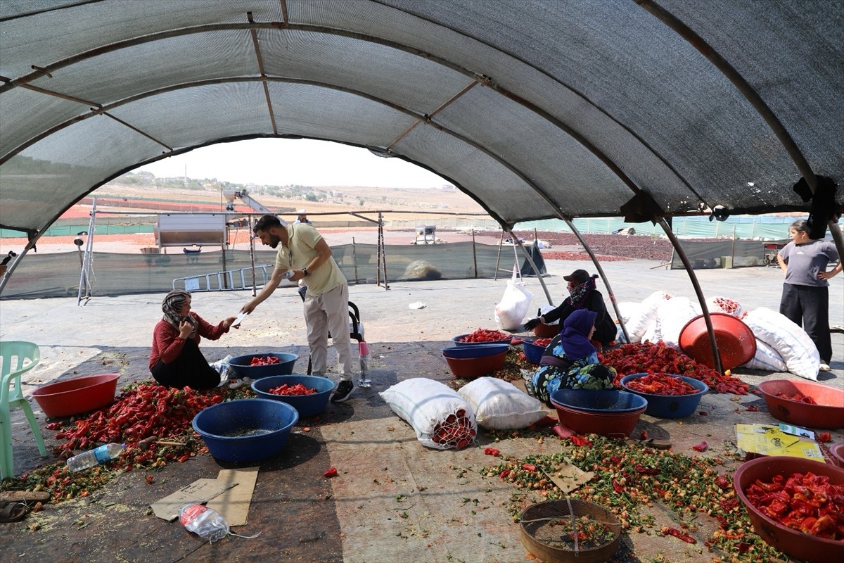 Şanlıurfa'da doktorlardan ve hemşirelerden oluşan ekipler, mevsimlik tarım işçilerine çalıştıkları...