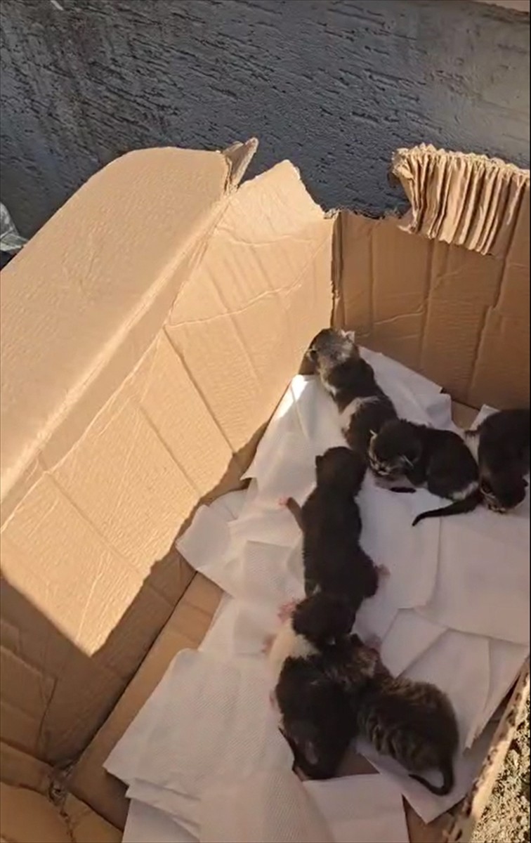 Silivri'de bir cipin motor kısmında dünyaya gelen 6 kedi, itfaiye ekiplerince kurtarıldı.