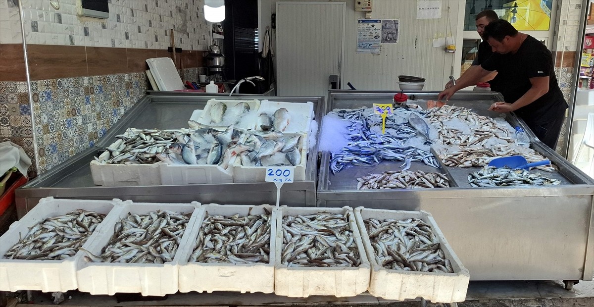  Sinop'ta 1 Eylül'de av yasağının sona ermesinin ardından denize açılan balıkçılar, umduklarını...