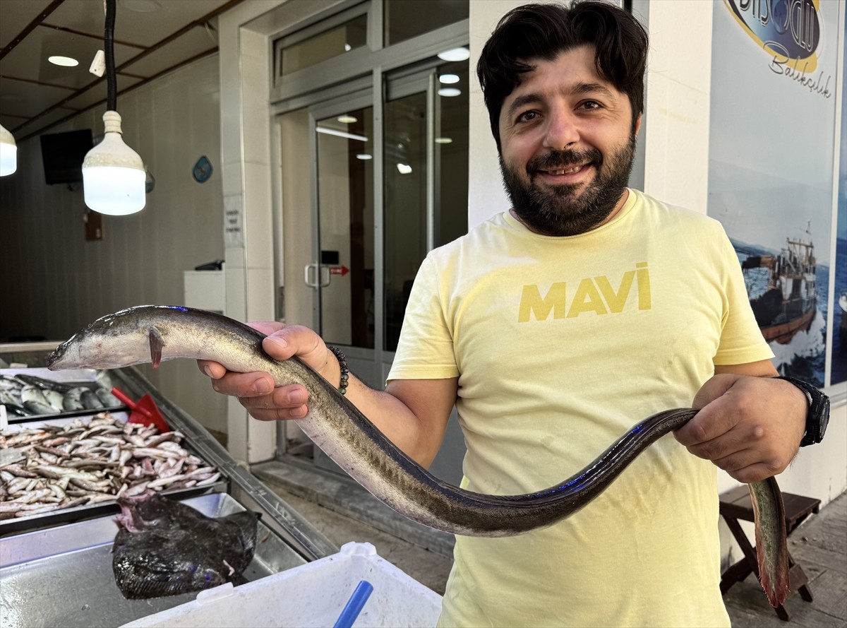 Sinop'ta, hamsi avlayan balıkçıların ağına nadir görülen yılan balığı takıldı.
