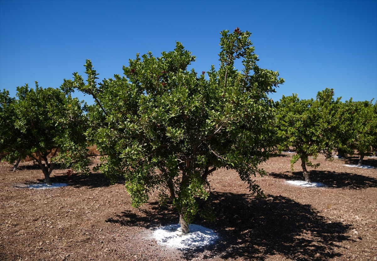 Ticari değeri nedeniyle "altın damlayan ağaç" olarak nitelendirilen, ancak "yok" denebilecek kadar...