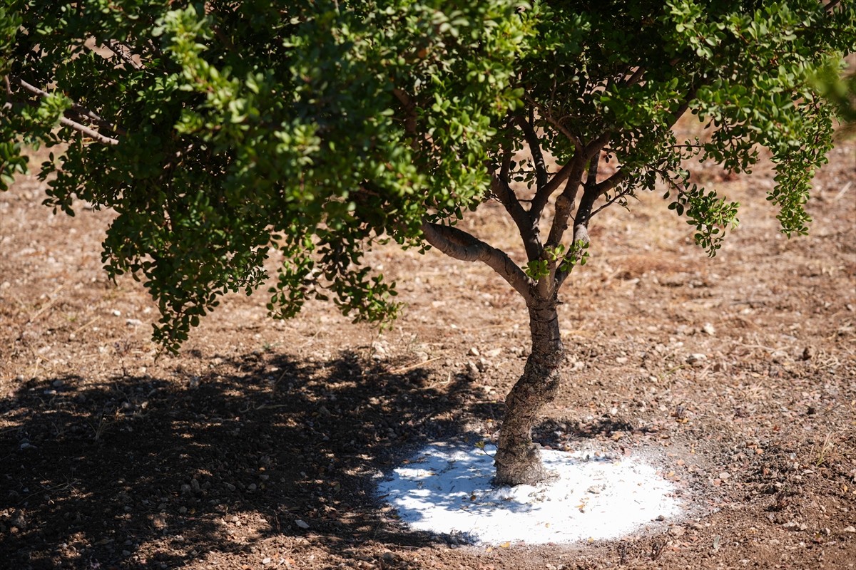 Ticari değeri nedeniyle "altın damlayan ağaç" olarak nitelendirilen, ancak "yok" denebilecek kadar...