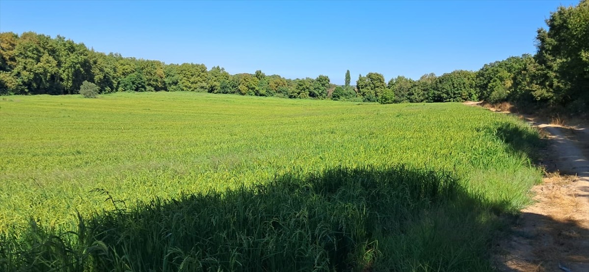 Türkiye'de en çok Trakya Bölgesi'nde üretilen çeltikte, damla sulama yöntemiyle yaklaşık 4 kat...