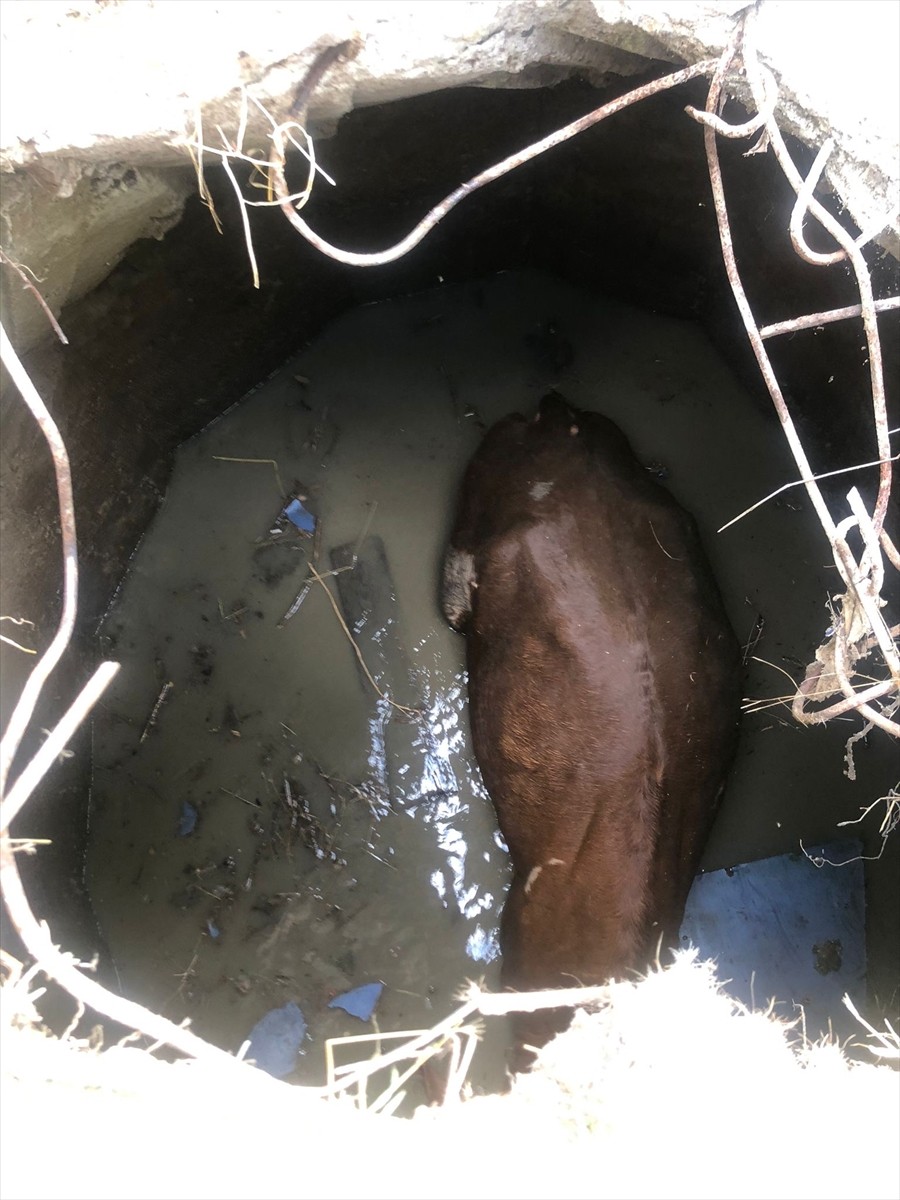 Yozgat'ın merkeze bağlı Türkmenaraplı köyünde su kuyusuna düşen inek, iş makinesi desteğiyle...