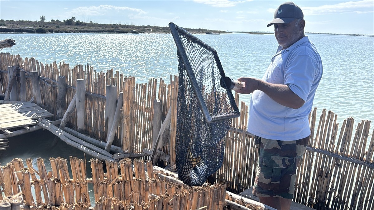 Akdeniz'in kıyısındaki Adana'da dalyanlardan avlanan kefallerden elde edilen havyar, Türkiye'nin...