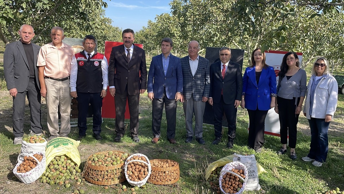 Amasya'nın Merzifon ilçesinde ceviz hasadı devam ediyor. Amasya Valisi Önder Bakan (sol 5), AK...