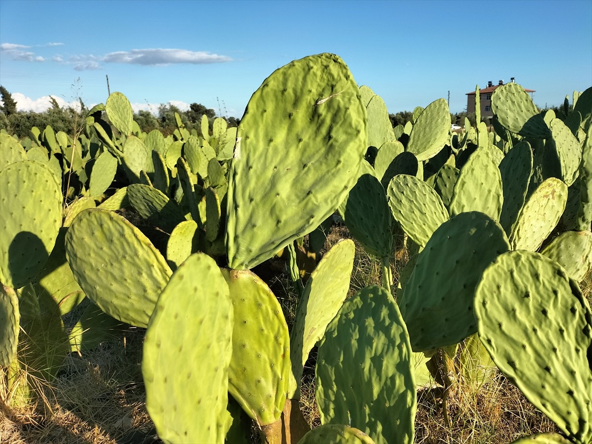 Antalya'nın Manavgat ilçesinde dikenli incir (Hint inciri) üretimine başlayan çiftçi, yurt içine...