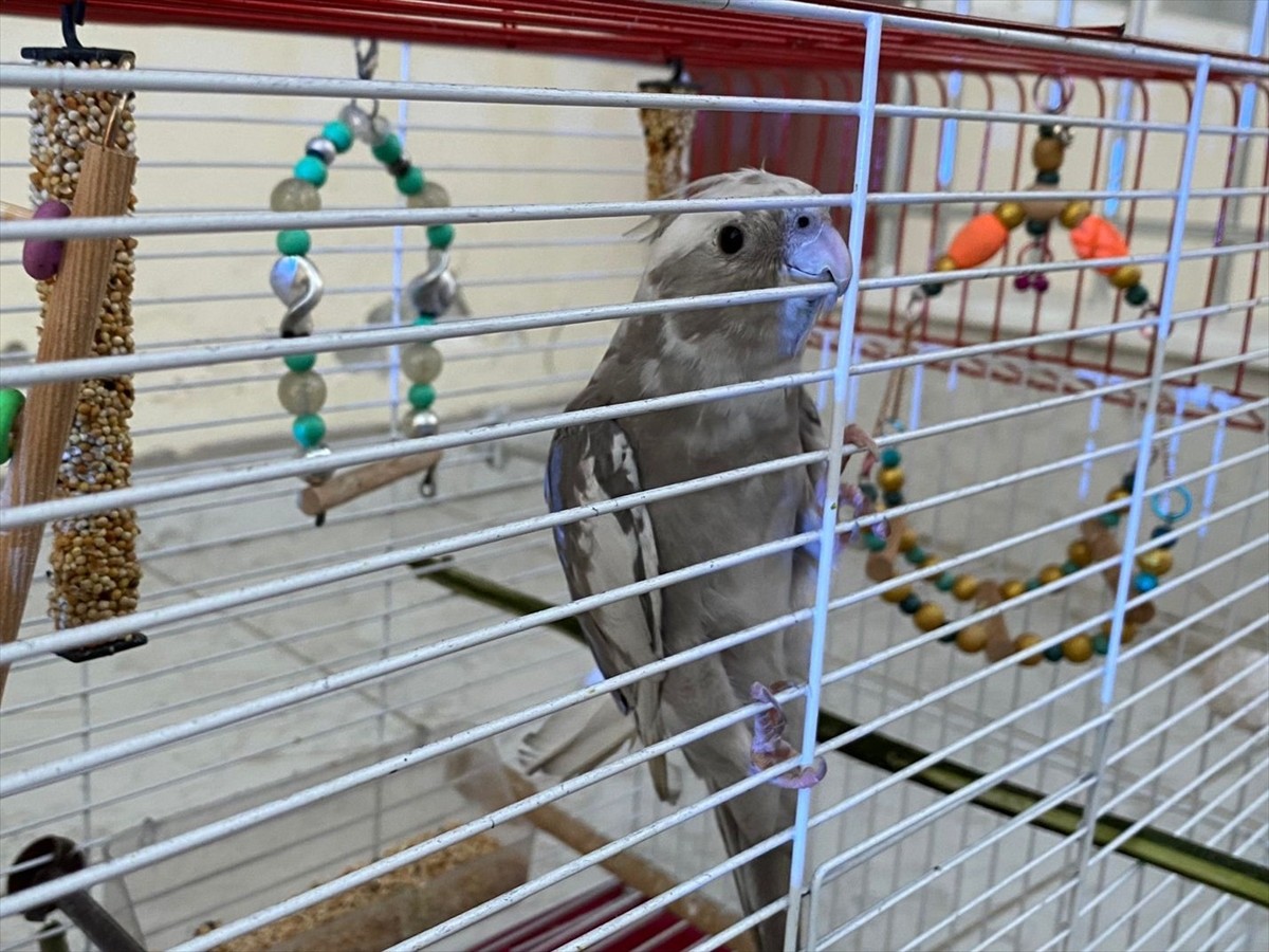 Antalya'nın Serik ilçesinde, yangın çıkan evdeki muhabbet kuşu itfaiye ekibince kurtarıldı.