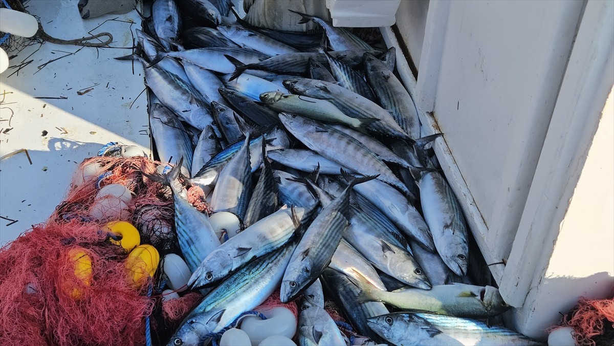 Çanakkale'nin Eceabat ilçesinde bir balıkçının lüfer avı için denize bıraktığı ağlara 1000 palamut...