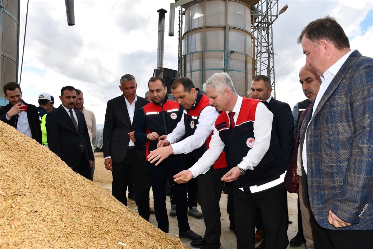 Çankırı'nın Kızılırmak ilçesinde törenle çeltik hasadı yapıldı.