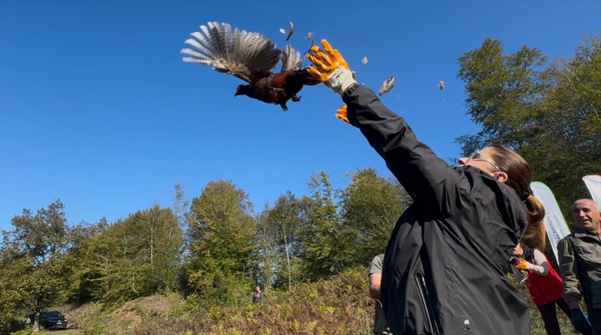 Doğa Koruma ve Milli Parklar (DKMP) Bölge Müdürlüğünce, Bartın'da fındıkta zarara neden olan...