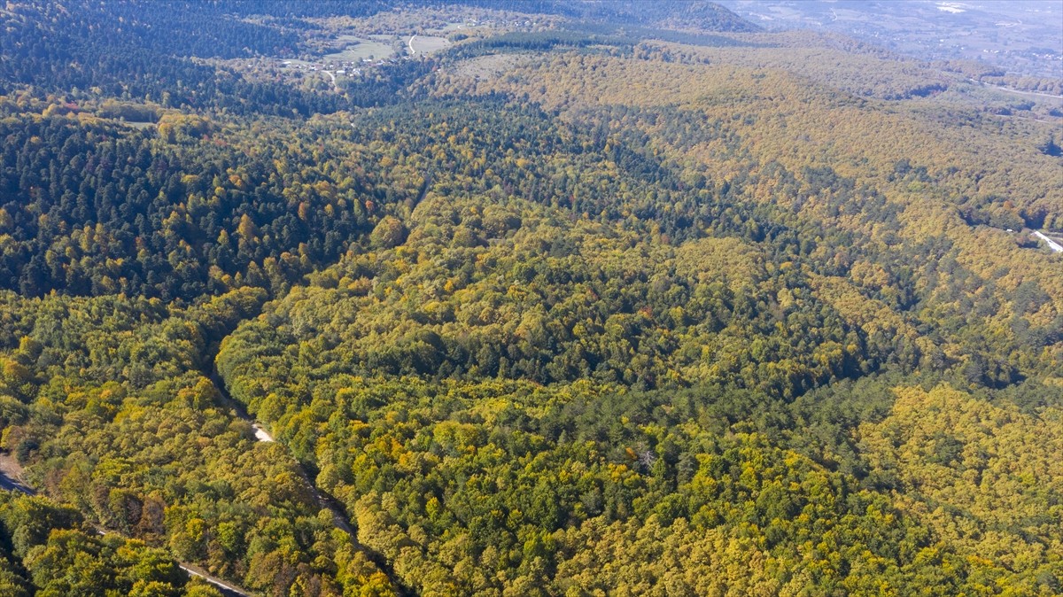 Doğal güzellikleriyle her mevsim ayrı güzelliğe bürünen Bolu'da, ormanlık alanlar sonbahar...