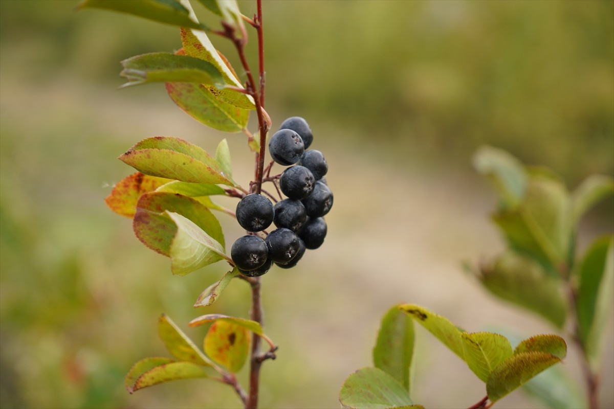 Edirne'de, yüksek besin değeri ve antioksidan özelliğiyle bilinen aronyanın hasadına...