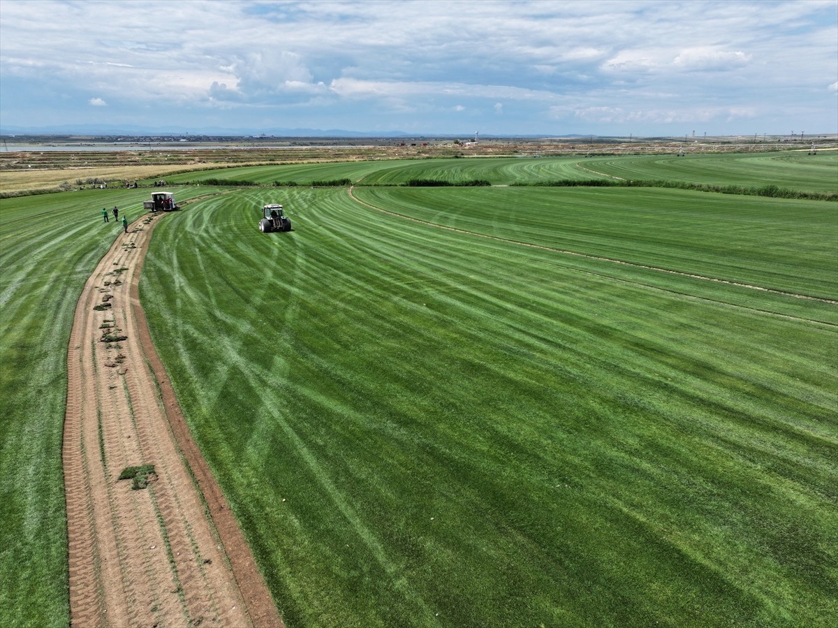 Edirne’nin İpsala ilçesine bağlı 900 nüfuslu Kumdere köyünde faaliyet gösteren rulo çim üretim...