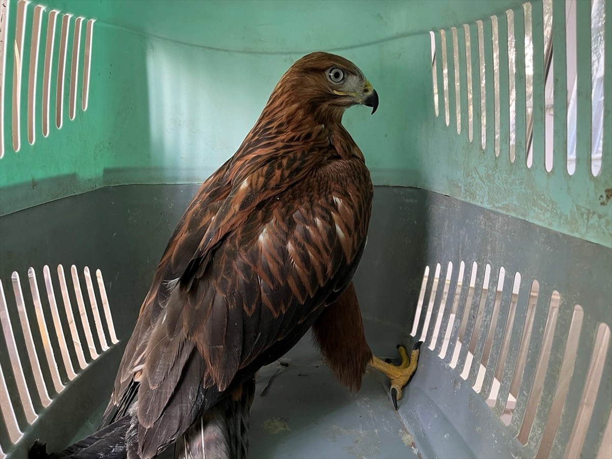  Erzurum'da bitkin halde bulunan iki kızıl şahin, 1 ay süren bakımlarının ardından doğaya...