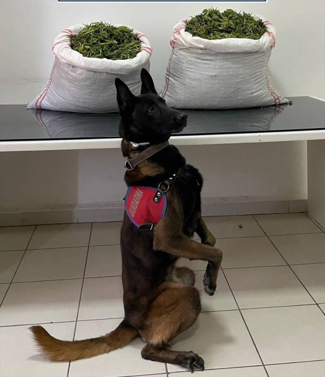 Erzurum'un Pasinler ilçesinde düzenlenen operasyonda narkotik dedektör köpeği "Kayzer" desteğiyle...