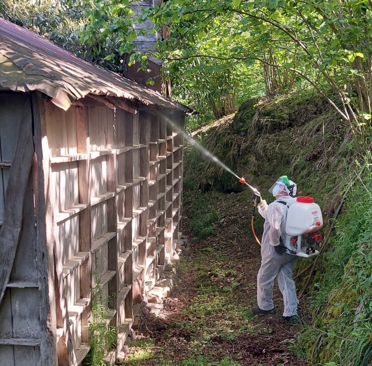 Giresun'da kahverengi kokarcayla mücadele için ilaçlama çalışması yapılarak üreticilere feromon ve...