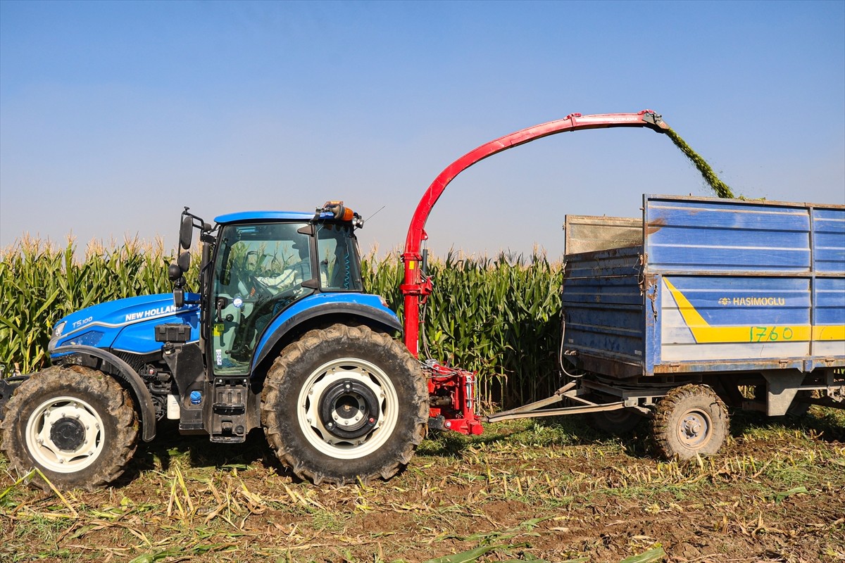 Iğdır'da 34 bin dekarlık alanda ekimi yapılan ve hasadına başlanılan silajlık mısırda bu yıl...