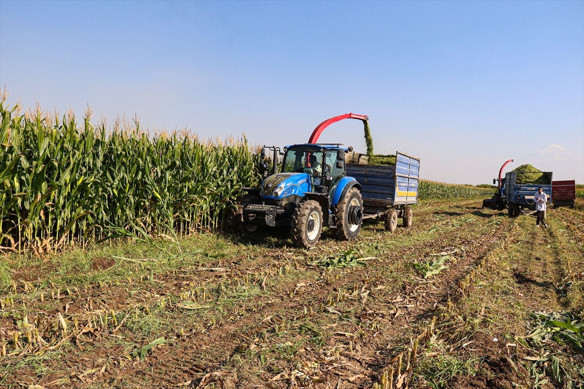 Iğdır'da 34 bin dekarlık alanda ekimi yapılan ve hasadına başlanılan silajlık mısırda bu yıl...