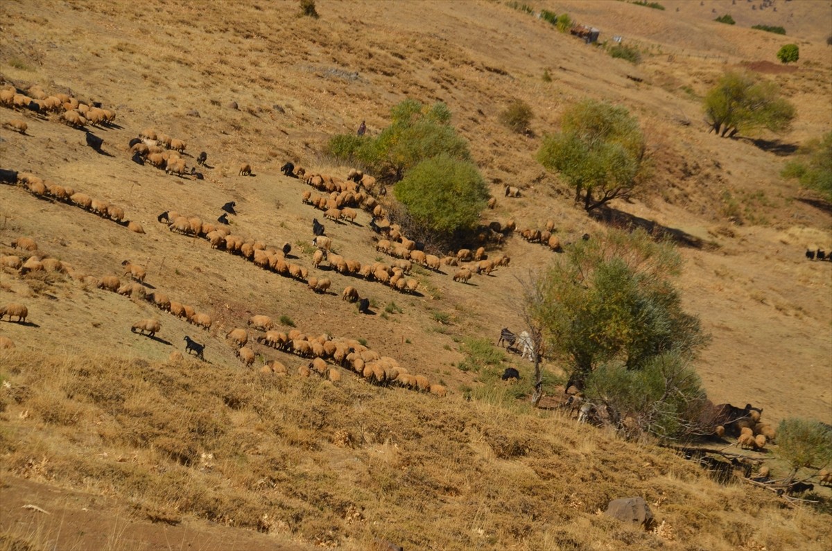 İlkbaharda Batman, Siirt ve Mardin'den gelerek Muş'un serin yaylalarında konaklayan göçerler...