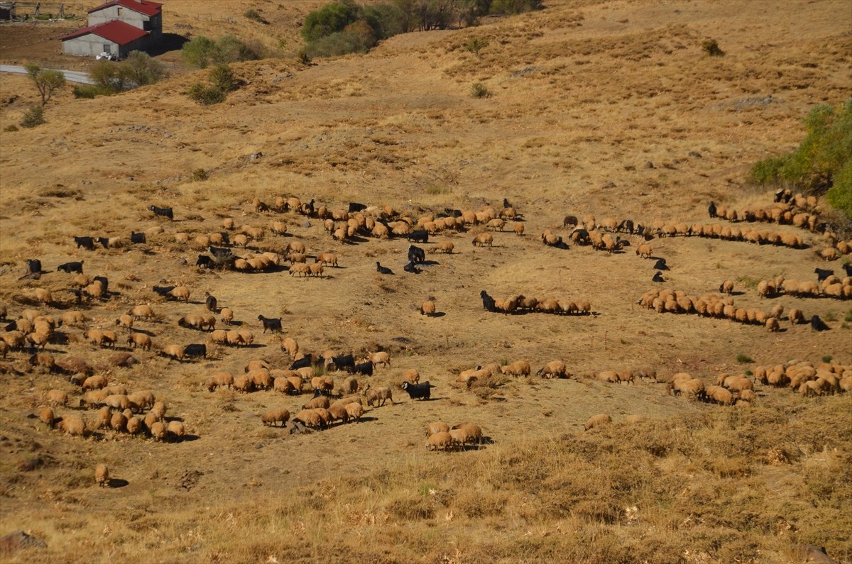 İlkbaharda Batman, Siirt ve Mardin'den gelerek Muş'un serin yaylalarında konaklayan göçerler...