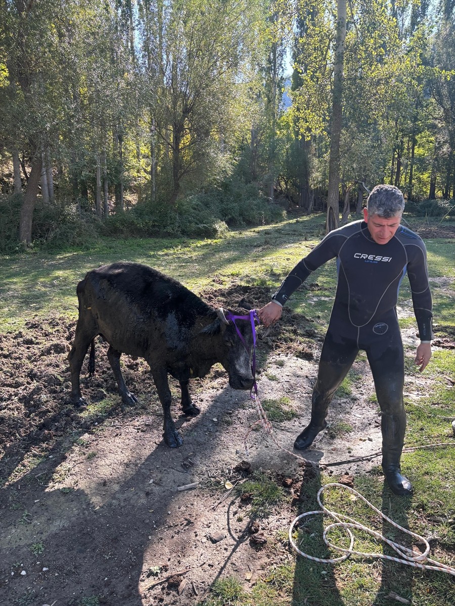 Isparta'da, şelale yakınlarında bataklığa saplanan büyükbaş hayvan, itfaiye ekipleri ile veteriner...