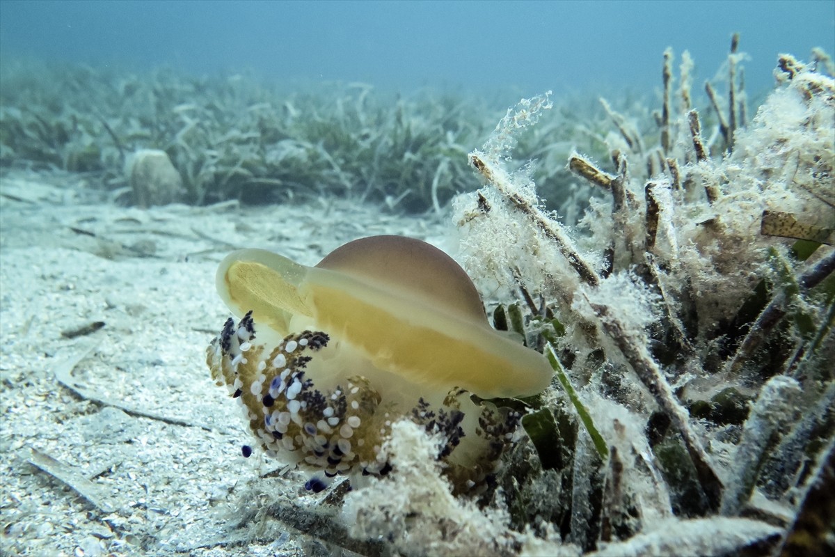 İstanbul Üniversitesi Deniz Bilimleri ve İşletmeciliği Enstitüsünden bilim insanları, 4 gün önce...