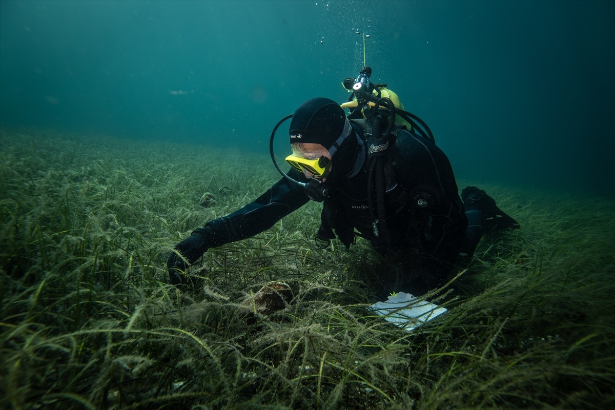 Marmara Denizi son sığınağı haline gelen, saatte 6 litre deniz suyunu filtreleyebilen pina...