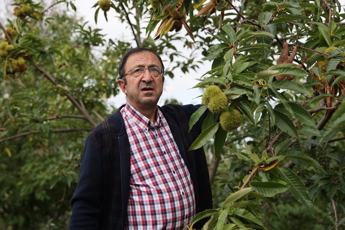 Ondokuz Mayıs Üniversitesi (OMÜ) Ali Nihat Gökyiğit Araştırma İstasyonu'nda kestane kanseri ve...