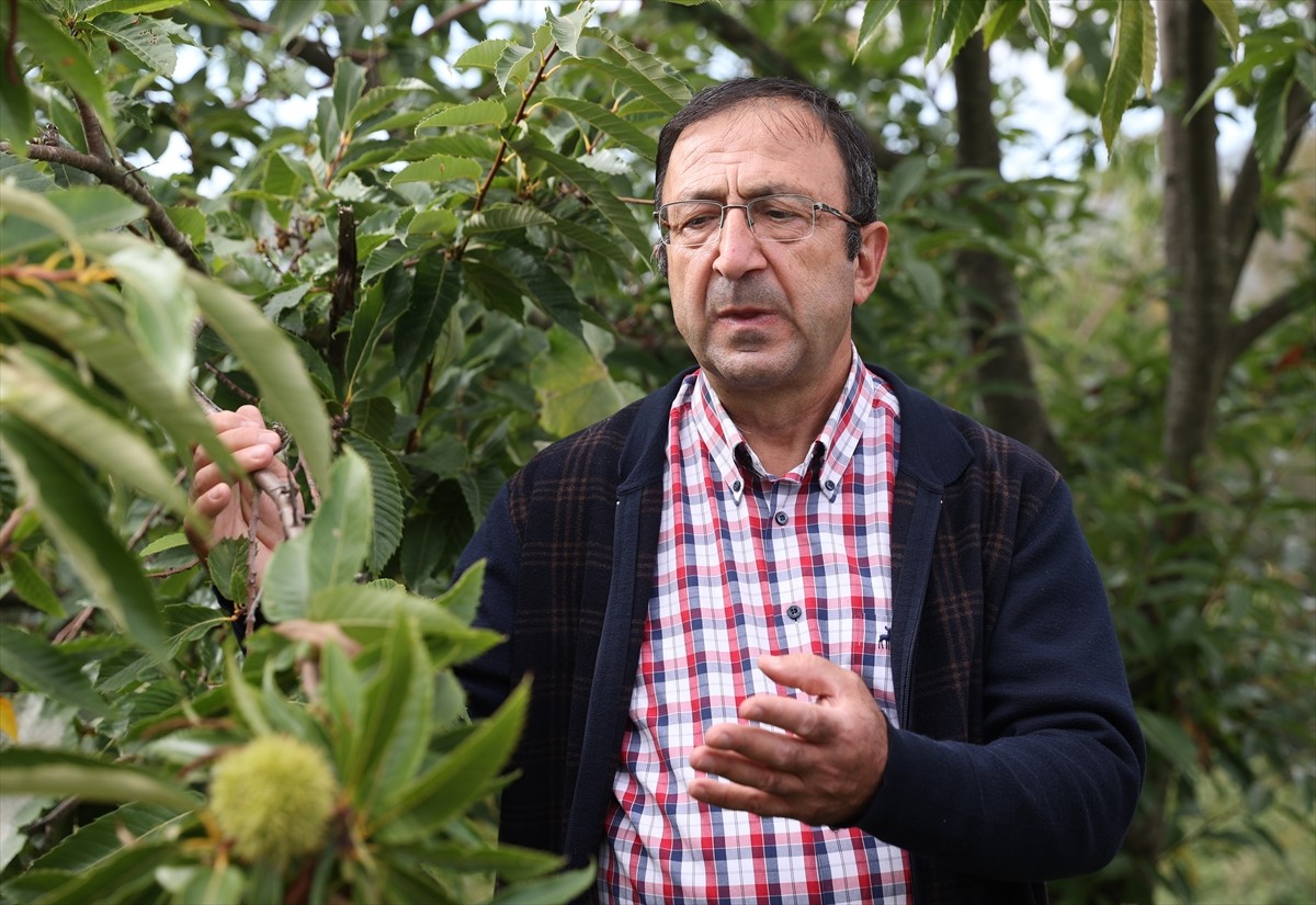 Ondokuz Mayıs Üniversitesi (OMÜ) Ali Nihat Gökyiğit Araştırma İstasyonu'nda kestane kanseri ve...