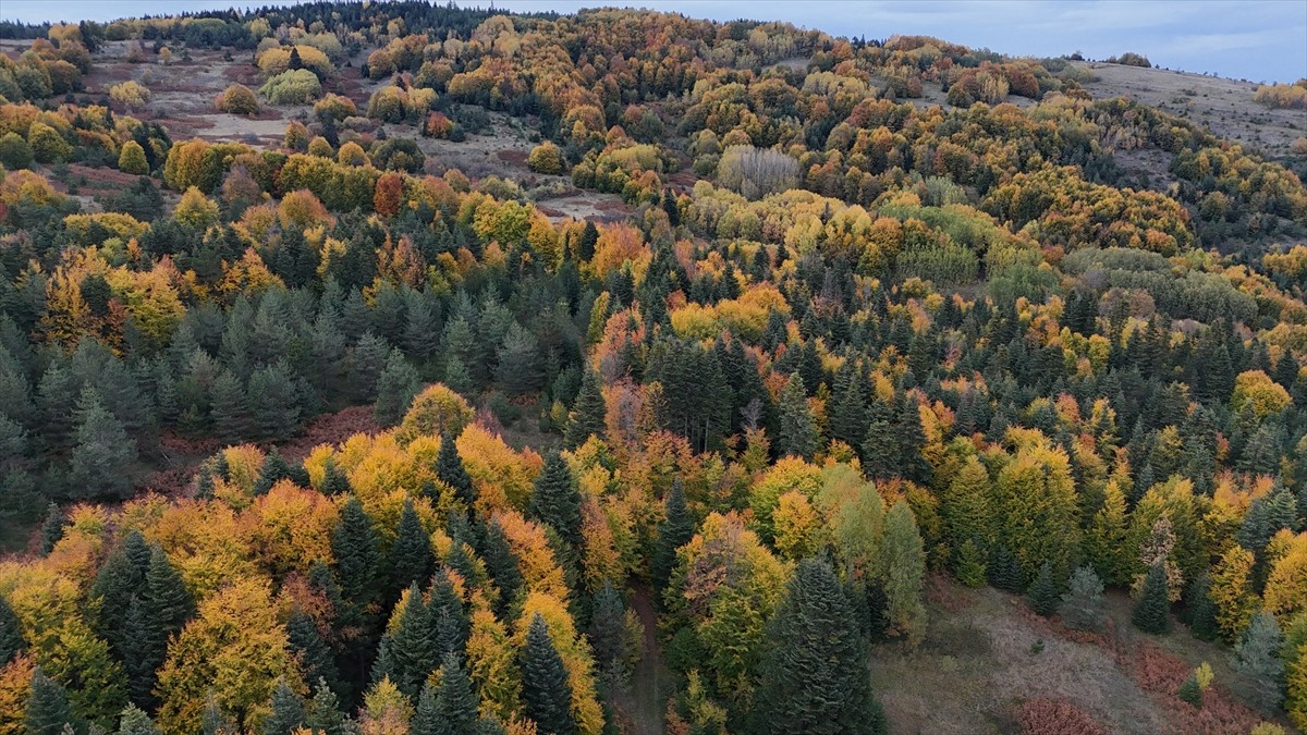 Sinop'un Gerze ilçesinde ormanlık alanlarda sonbahar renkleri kendini göstermeye başladı....