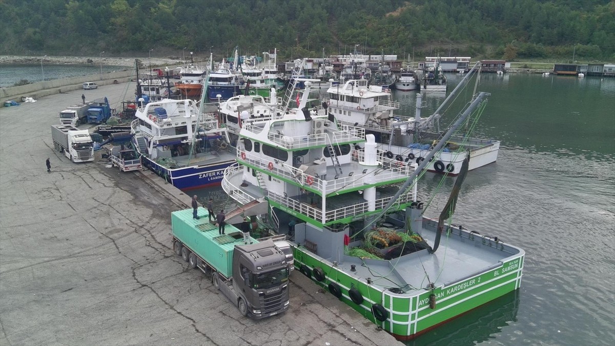 Sinop'un Türkeli ilçesi açıklarında avlanan balıkçılar, limana tonlarca hamsiyle döndü. Avlanan...