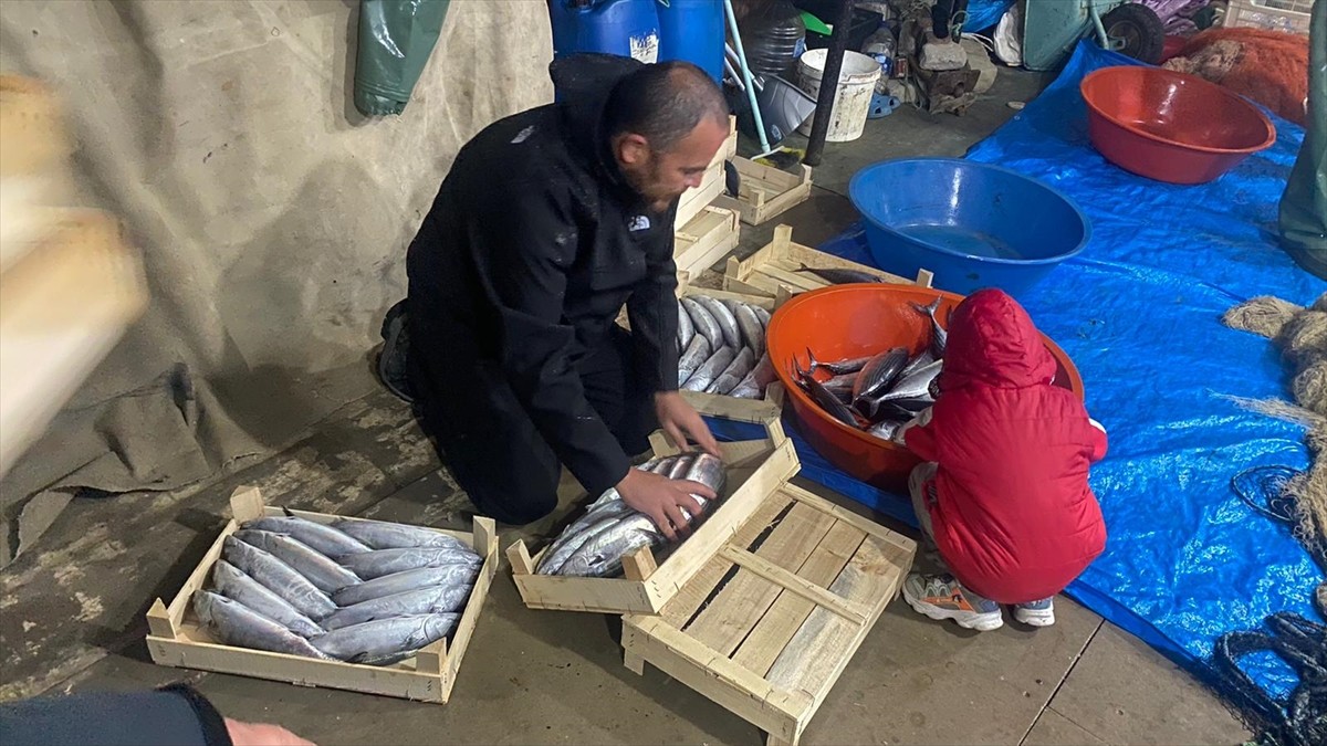 Sinop'un Türkeli ilçesinde denize açılan balıkçılar, bir gecede 3 bin 200 civarında palamut...