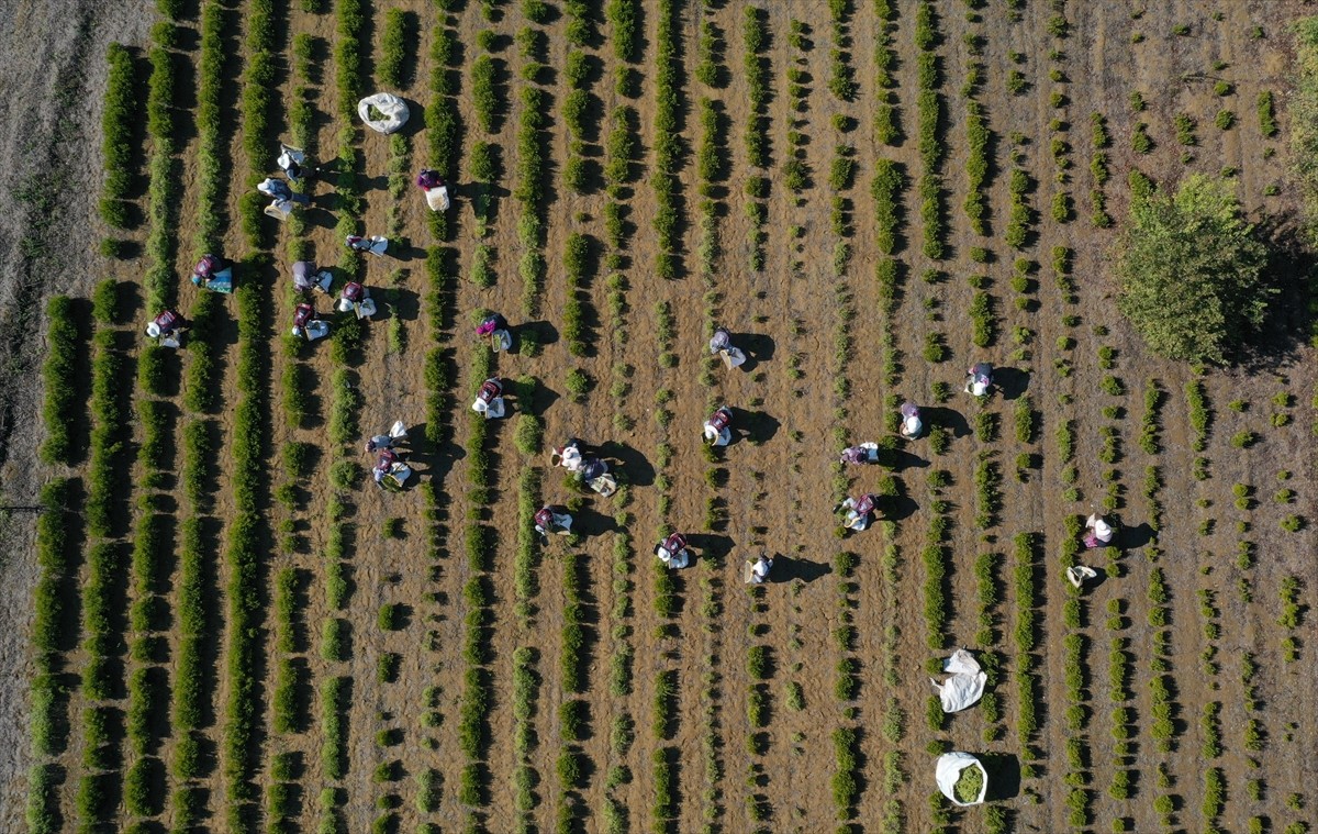 Son yıllarda tıbbi ve aromatik bitki üretiminde Türkiye'nin önde gelen merkezlerinden biri haline...