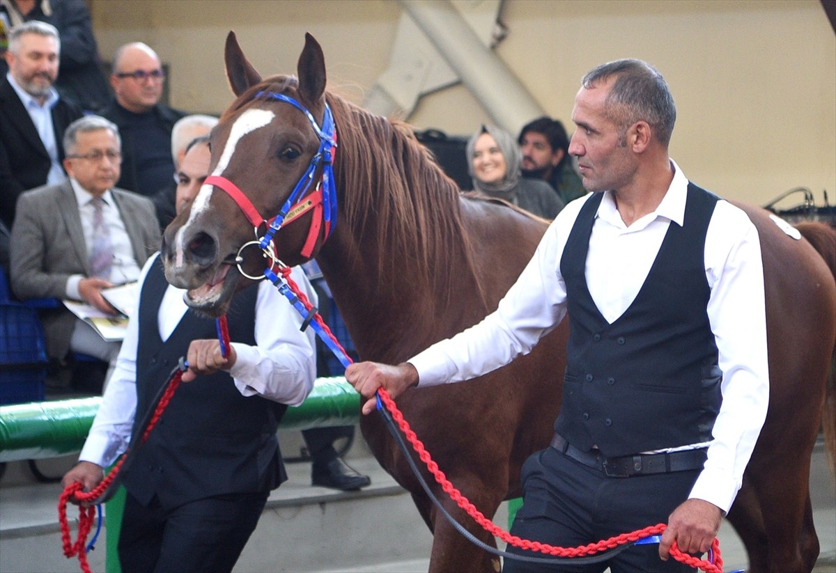 Tarım İşletmeleri Genel Müdürlüğü'nün (TİGEM) 15 baş safkan elit Arap koşu tayı müzayedesi...