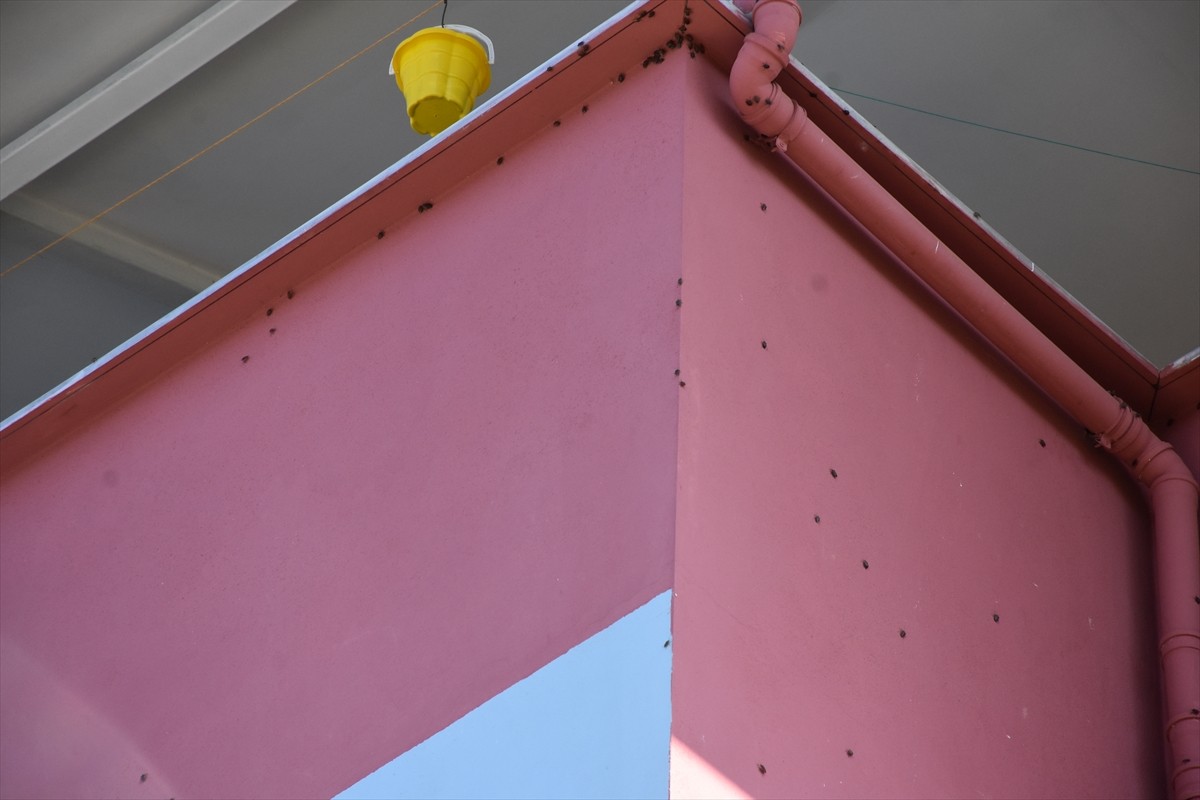 Trabzon'da ekipler, kahverengi kokarcayla mücadele amacıyla bahçelerde ve yapıların çevresinde...