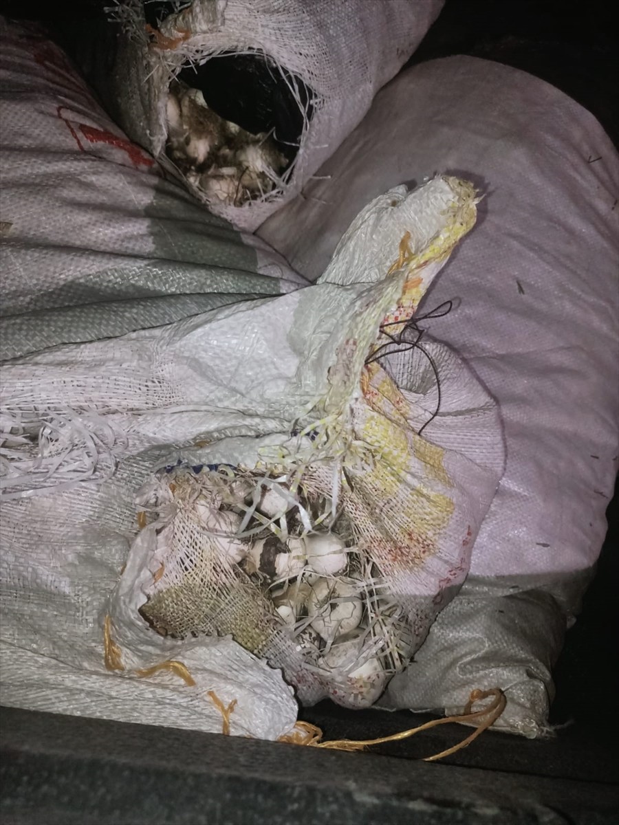 Tunceli'de jandarma ekiplerince düzenlenen operasyonda, doğada kendiliğinden yetişen ve endemik...