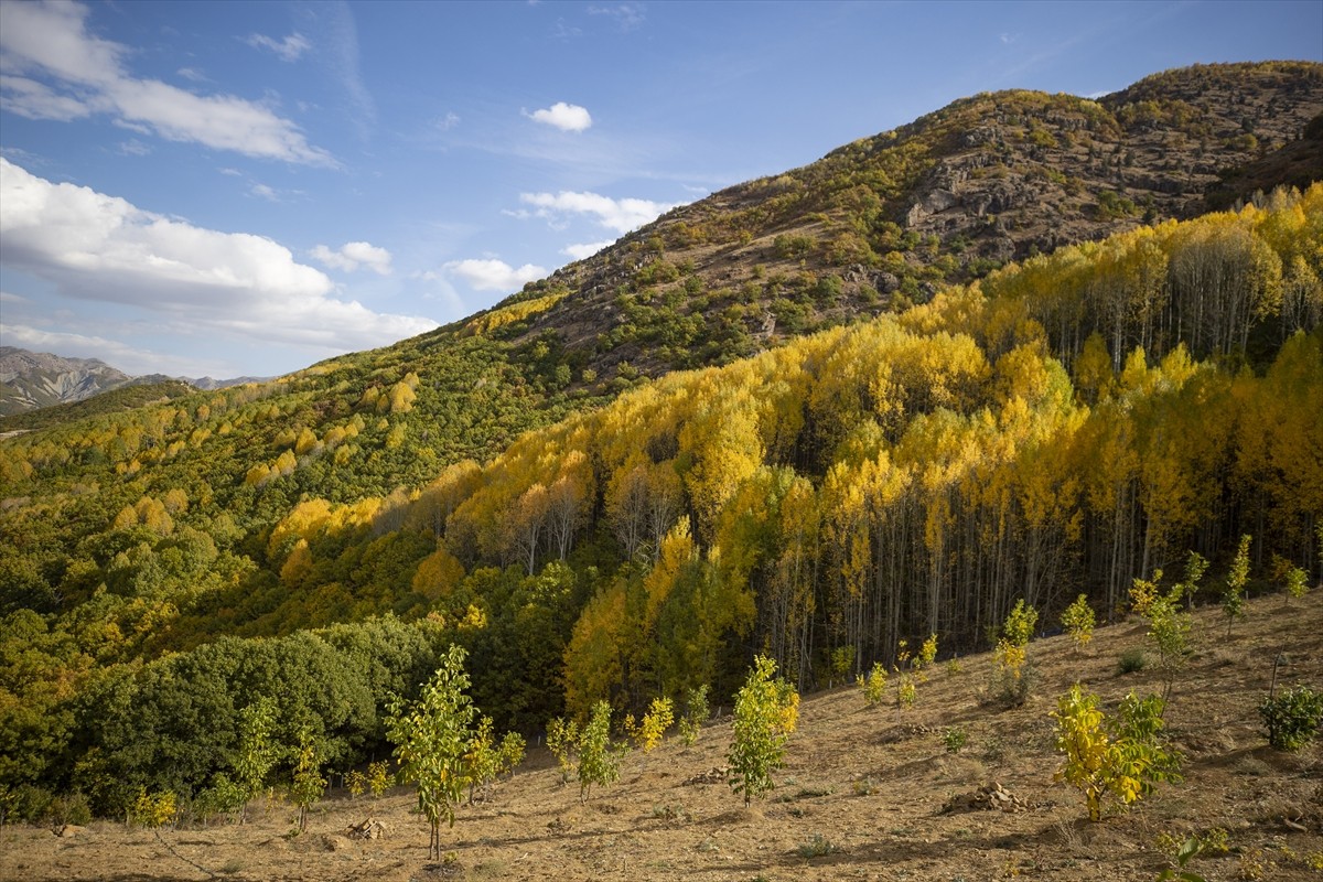 Tunceli'nin Ovacık, Pülümür ve Nazımiye ilçelerinde sonbaharın gelişiyle ormanlık alanlarda sarı...