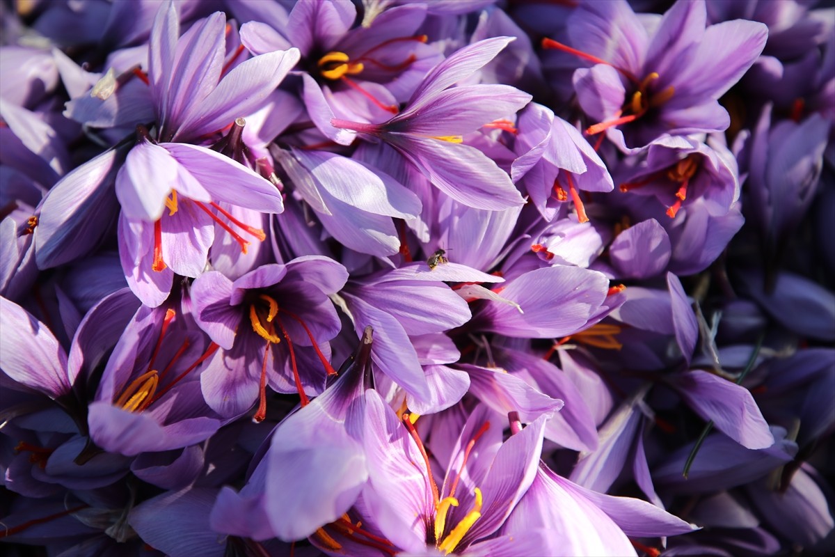 Türkiye'de ağırlıklı olarak Karabük'ün Safranbolu ilçesinde yetiştirilen ve "mucize bitki" olarak...