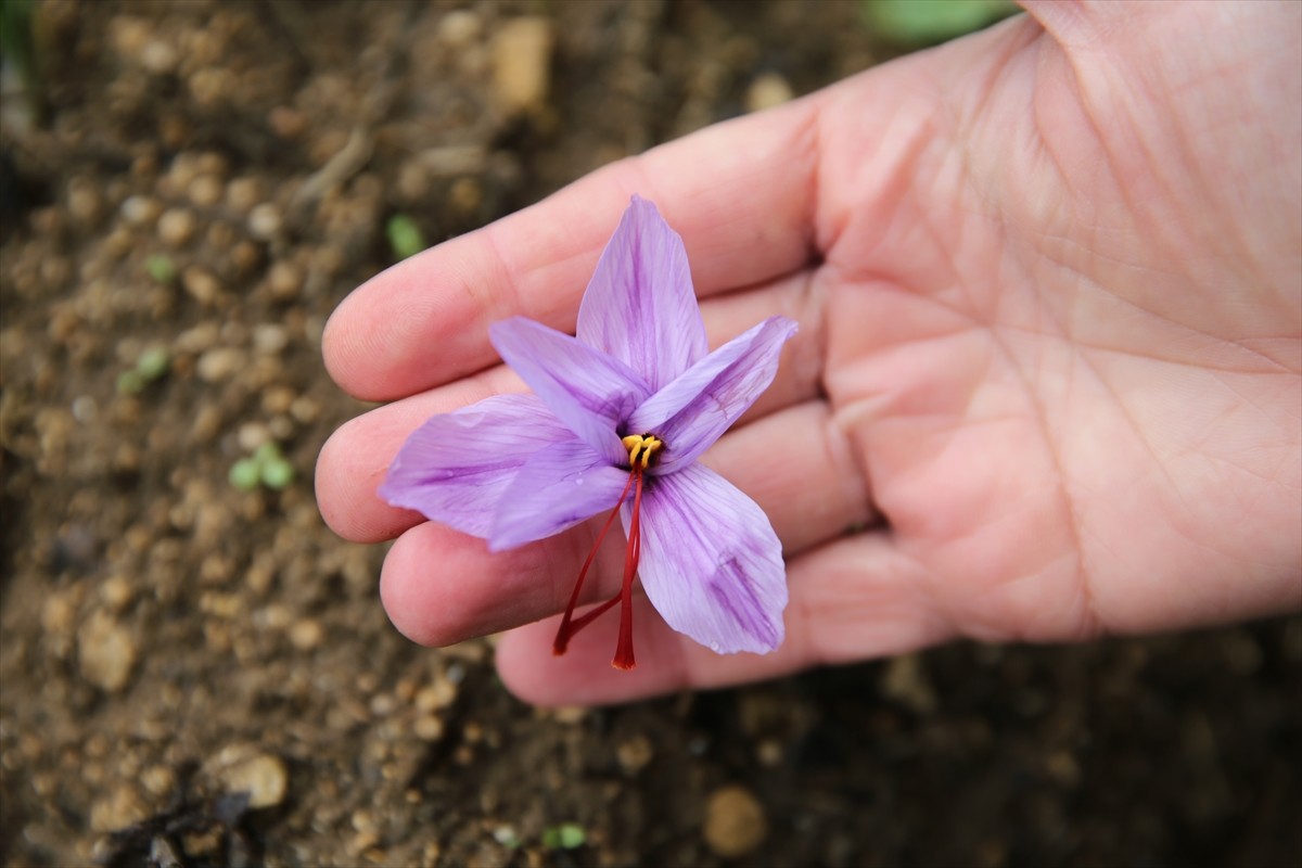 Türkiye'de ağırlıklı olarak Karabük'ün Safranbolu ilçesinde yetiştirilen ve "mucize bitki" olarak...