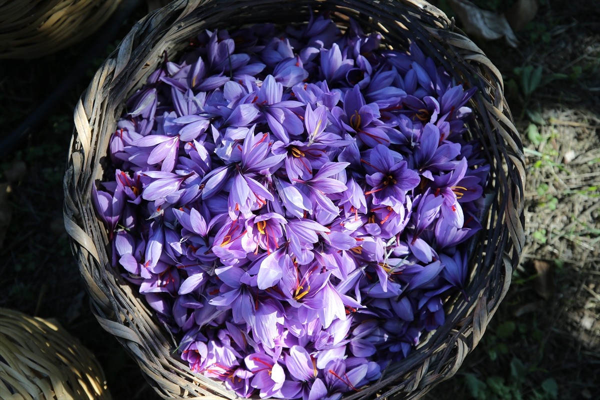 Türkiye'de ağırlıklı olarak Karabük'ün Safranbolu ilçesinde yetiştirilen ve "mucize bitki" olarak...