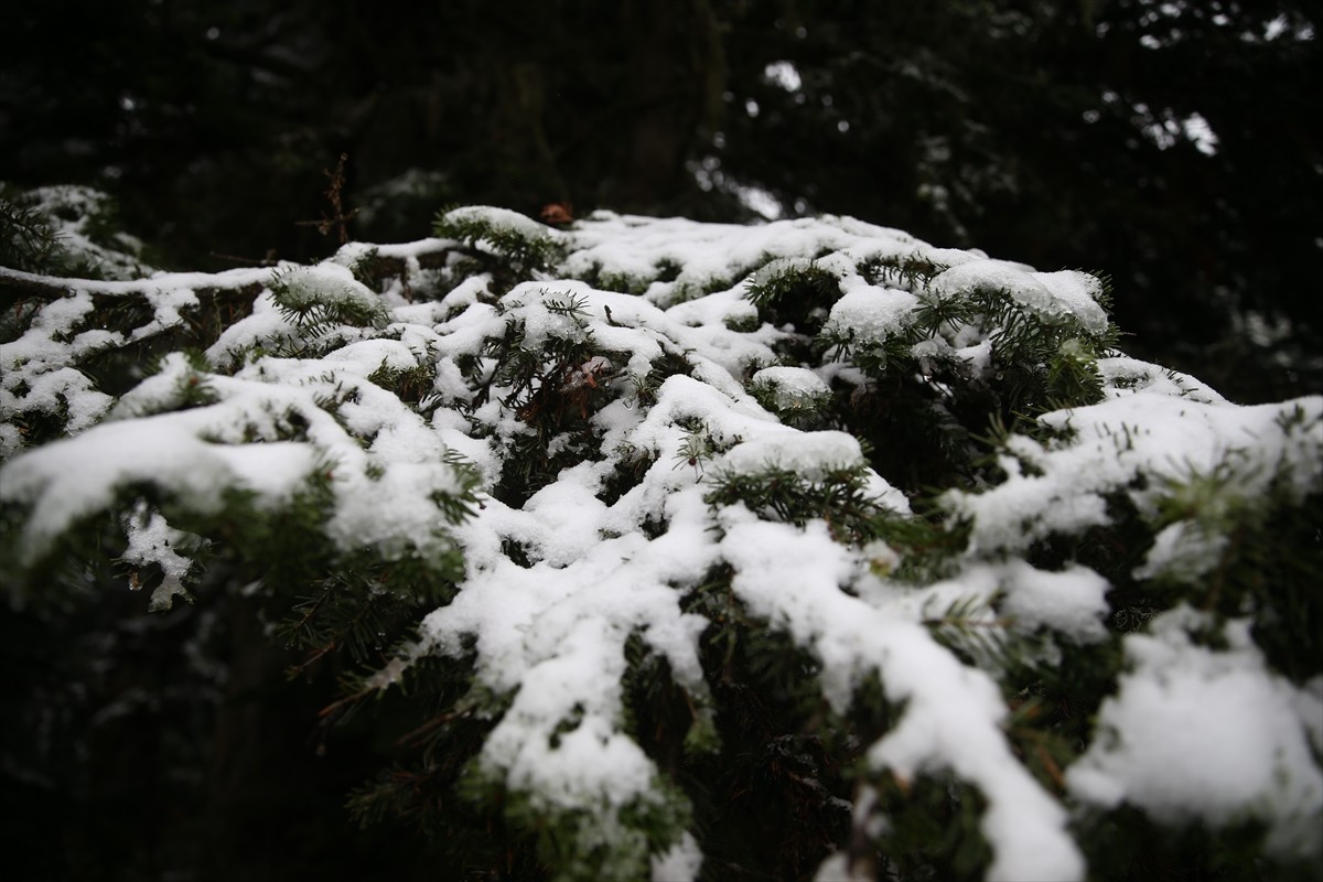 Türkiye'nin önde gelen kayak ve kış turizmi merkezleri arasında yer alan Ilgaz Dağı'nda kar ve sis...