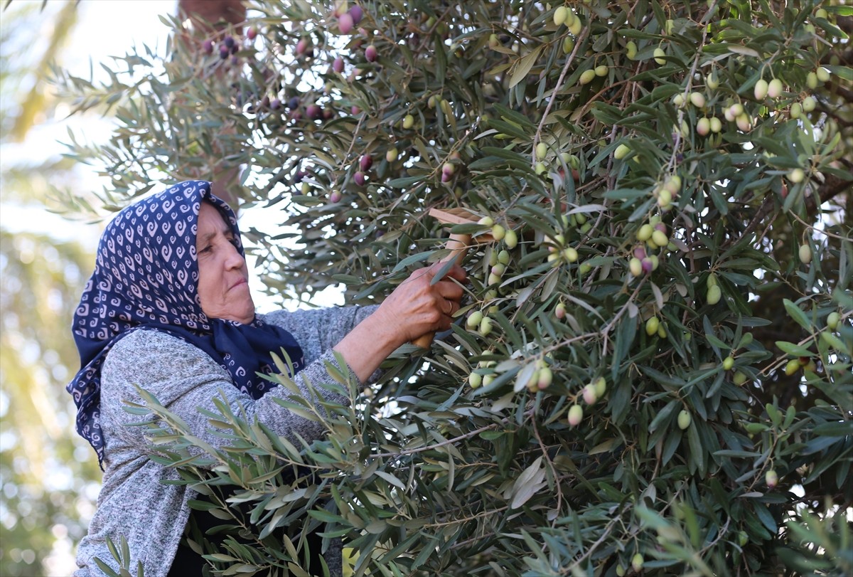 Zeytin ve zeytinyağı üretiminde köklü bir geçmişe sahip olan ancak turizmin hareketlenmesiyle...
