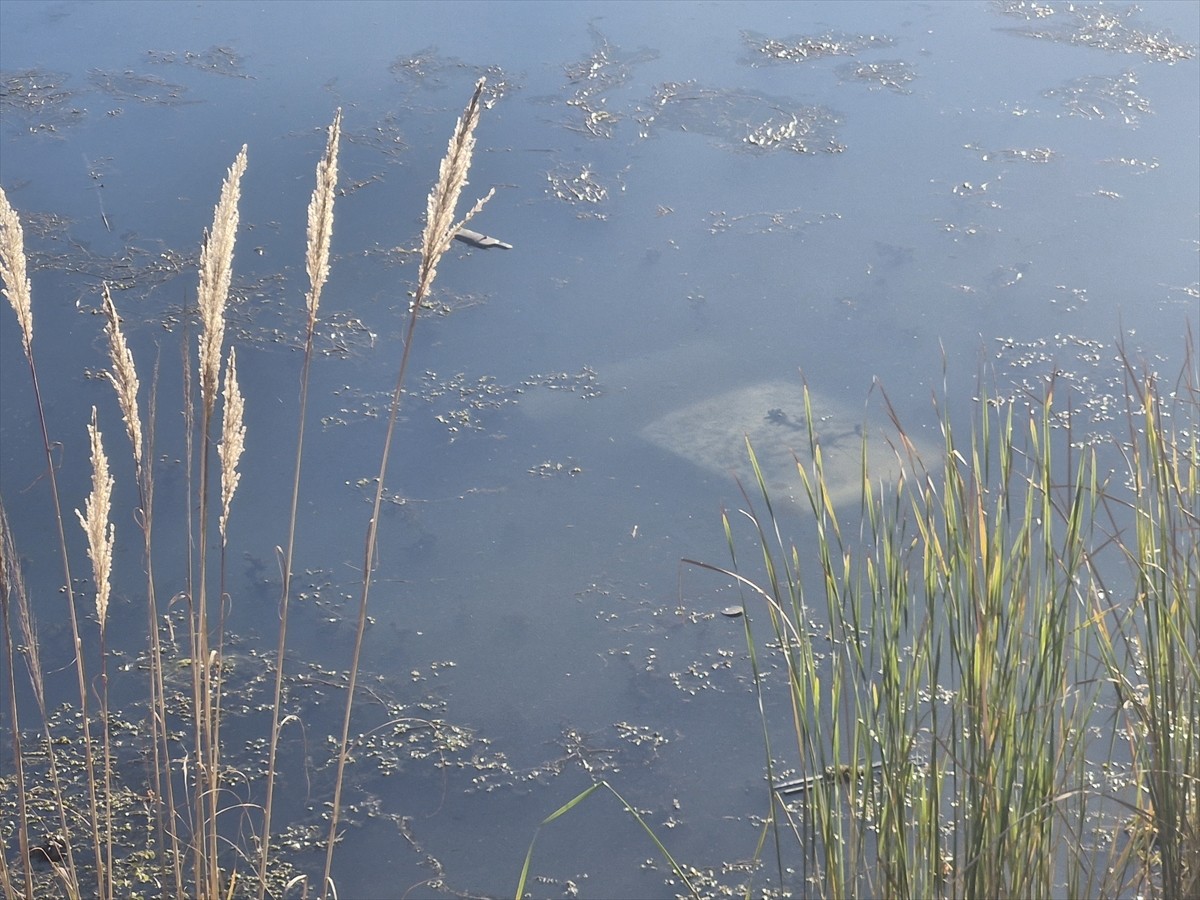 Tokat’ın Erbaa ilçesinde gölete düşen otomobilin sürücüsü yaralandı.